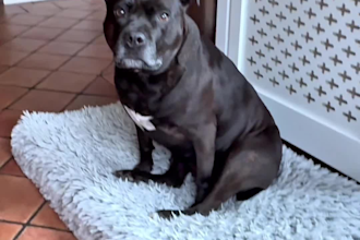 create dog ugc for your pet brands products