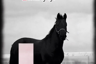do professional video editing using canva