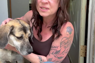 create natural ugc videos for pet, home and lifestyle brands
