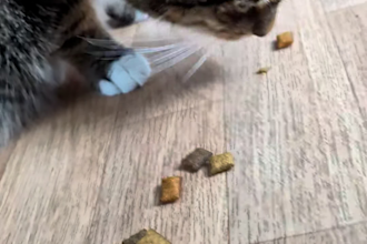 creating content with cats