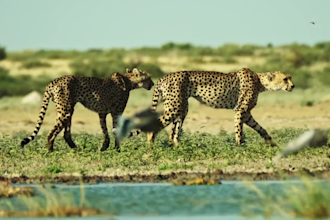 edit your youtube wildlife animal, nature, and safari videos