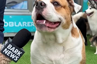 create ai animal video, pet talking , ai cat video , dog talk for you