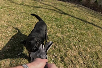 create engaging pet dog, cat ugc videos ad for your pet product and services