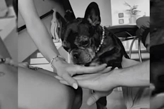 create authentic pet ugc videos with my french bulldog