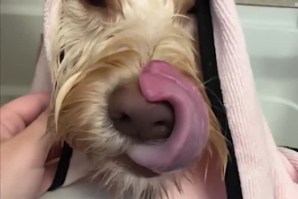 create pet product ads, dog product videos, cat product demos and ugc commercial