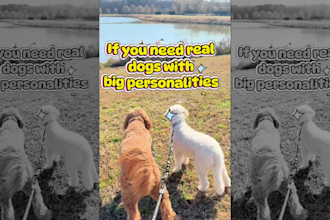 create pet dog ugc videos for your pet brand genx content