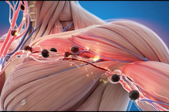 create 3d medical animation, medical explainer, surgical and anatomy animation