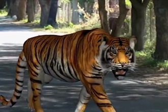 do realistic 3d animal model,  3d fur xgen zbrush model, creatures, maya model