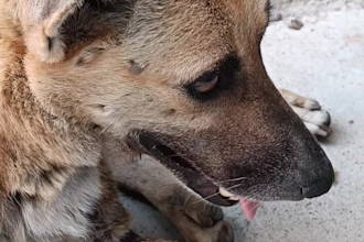 be your cute and funny dog stock video footage creator
