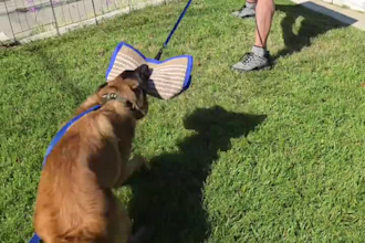 do authentic dog and cat ugc videos for pet brands products and social media ads