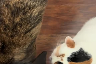 create animal product videos