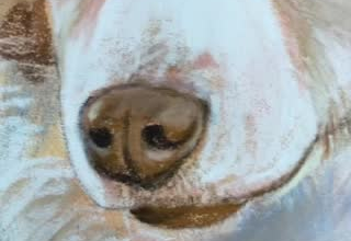 create custom pet portraits on paper using soft pastels