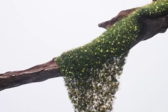 do vfx flower animation, 3d flower animation, 3d plant, 3d blossom flower model