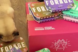 create dog ugc video ads for pet products and service for social media reels ads
