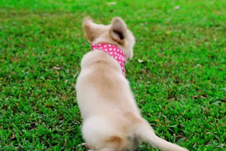 create 4k shopify and amazon product videos and ai ugc video ads for pet brands