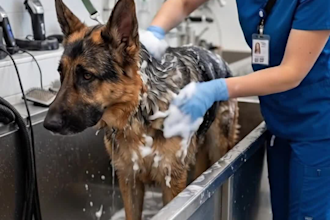 create viral ai animal rescue videos and emotional animal stories