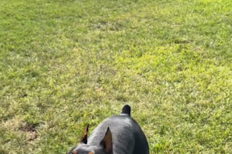 create pet ugc with my dog for your social media video ads