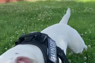 create high quality pet ugc videos with my handsome staffy bundy for your brand