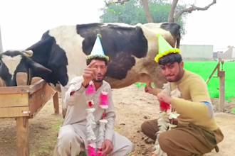 do funny happy birthday video african happy birthday video