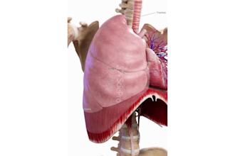 create a professional 3d medical animation surgical animation scientific visuals