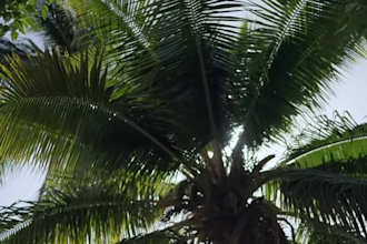 do romantic cinematic wedding video editing and wedding video wedding editing