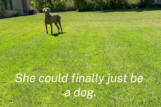 create authentic pet and lifestyle ugc videos