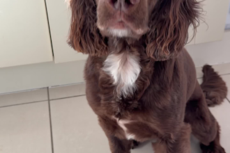create authentic dog ugc content for pet brands and products