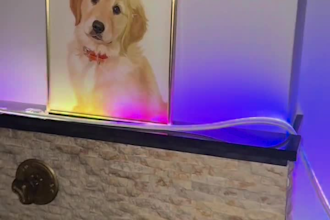 create a custom pet portrait and modern digital wall art