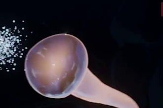 do 3d medical animation, anatomy pharmacology moa mechanism biotech animation