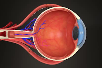 do 3d medical procedural animation and modeling