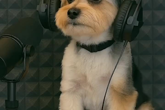 create ai dog talk, ai talking animal and funny pet videos