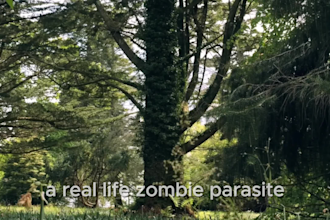 add engaging subtitles and captions to your short videos