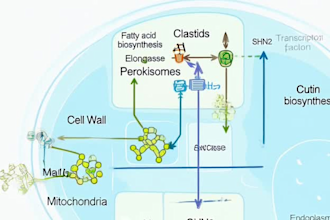 create publication quality scientific figures and graphical abstracts