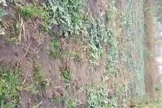 do agribusiness consultant, watermelon farming expert
