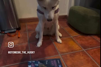 create dog ugc videos for you dog unboxing, treat review etc