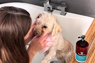 create authentic pet ugc videos for your dog brand or pet product