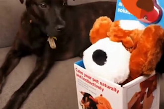 ai pet ugc cat video dog video ai product ads ai ugc ads product animation