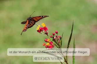 localize, translate, and add professional subtitles from german to chinese