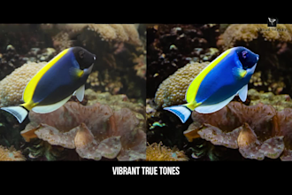 do professional underwater and marine life photo editing