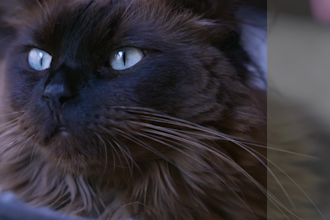 do custom cinematic color grades as a professional colorist