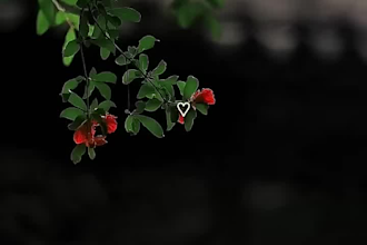 professionally edit your long video or short video
