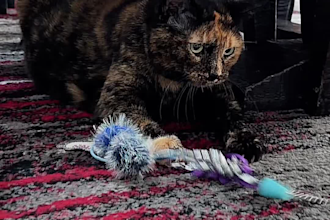 create ugc video ads with my cat for social media