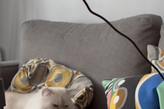 create high converting ugc videos for cat and pet brands