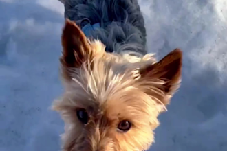 create engaging dog ugc videos that sell your pet products