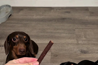 create ugc pet product demo videos for pet brands