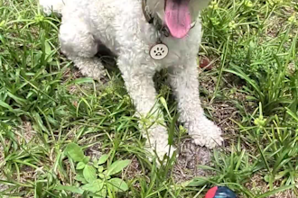 create pet content with my toy poodle louie