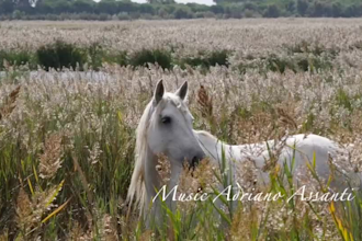 compose original cinematic soundtrack and background music
