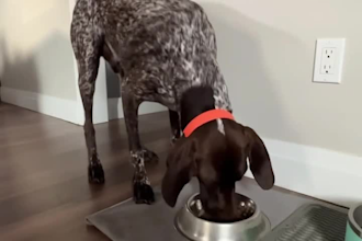create dog ugc videos