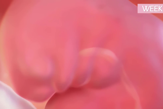 do animations illustrating pregnancy stages, fetal development, human anatomy