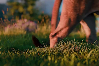 create stunning 3d animal models 3d animal animations for kids, games, and cgi